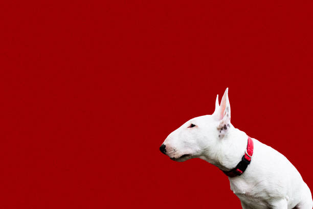 Miniature bull terrier puppy looking to the side on red background