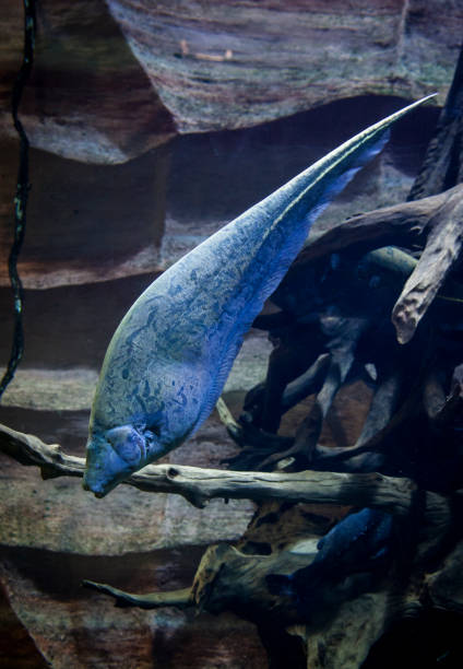 istock Blue fish inside fish tank in the aquarium. 1314635420