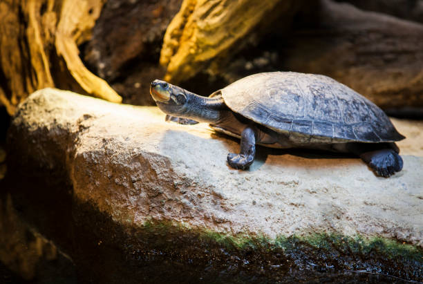 istock Turtle on a rock in the foreground. 1314635471
