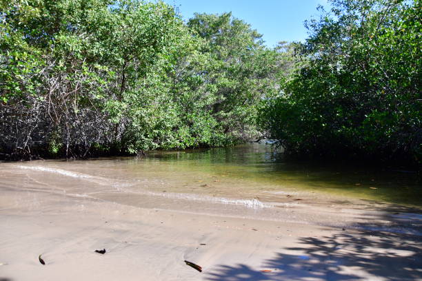 istock SMALL BEACH IN THE MANGROVE 1314641264