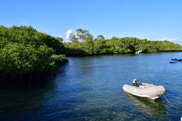 istock BOATS ANCHORED IN THE MANGROVE 1314641378