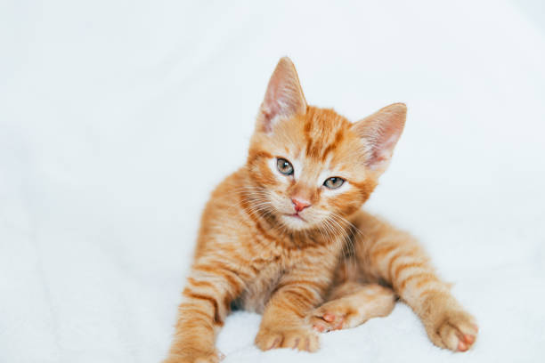 istock Cute ginger kitten sits of sofa 1314642767