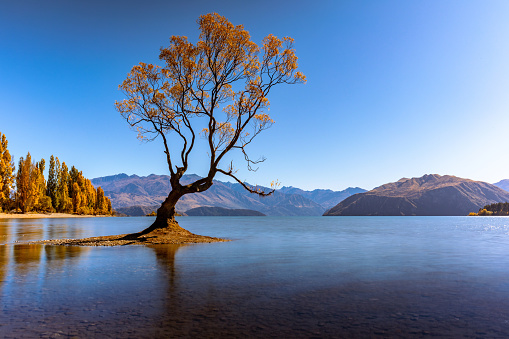 In this April 2021 long-exposure image, a well-known willow tree growing in the waters of Lake Wanaka is seen reflecting autumn's golden colours. The tree is frequently referred to by its social media hashtag #ThatWanakaTree.