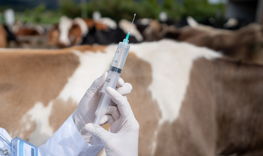Close-up on a veterinarian vaccinating cattle at a livestock farm - veterinary medicine concepts