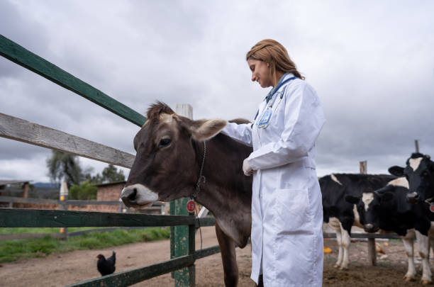 istock Veterinarian checking a cow at a livestock farm 1314645040