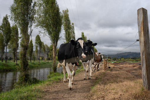 Cows walking around in a livestock farm â cattle business concepts