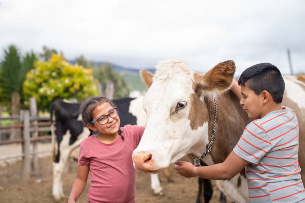 Details with the hands of a young girl milking a fake cow in educational purposes.