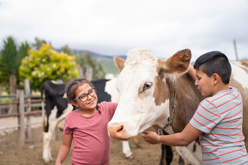 Happy Latin American kids playing with cows at a cattle farm - rural scene concepts