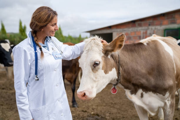 istock Veterinarian checking a cow at a livestock farm 1314645059