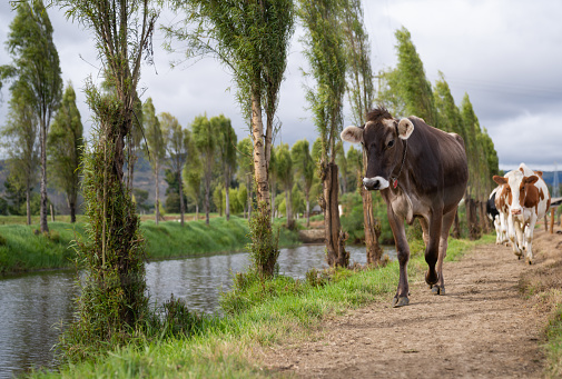 Cows walking around at a cattle farm â livestock concepts