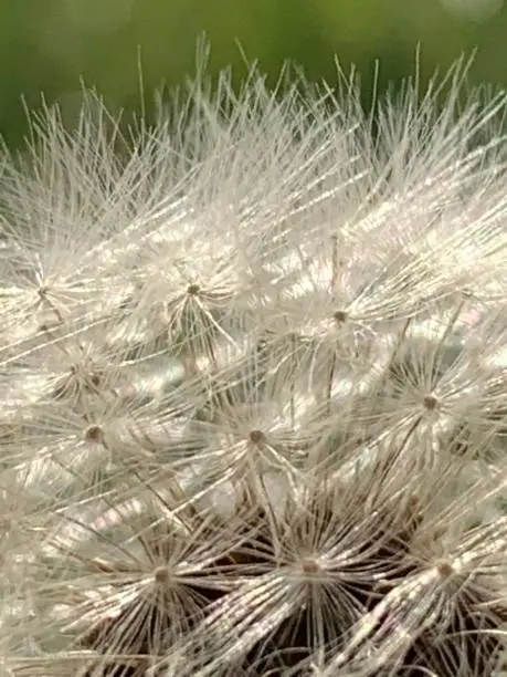 Dandelion seeds, extreme close-up