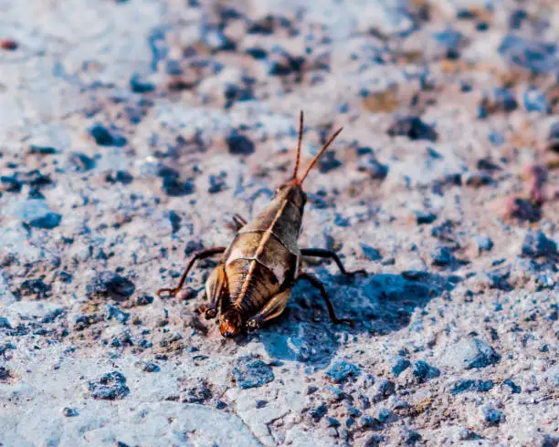 Photo of Cricket bug close up