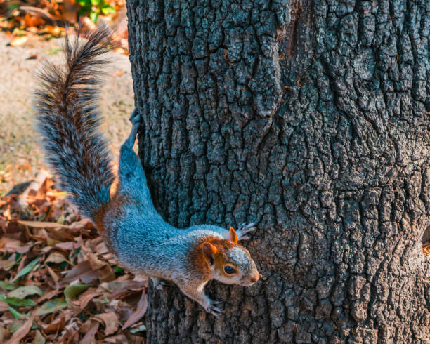 istock Close up of a beautiful squirrel climbing a tree 1314646575