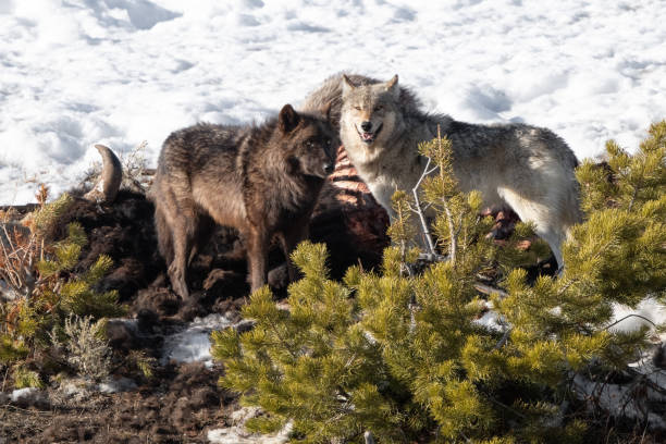 istock Three Wolves of the Yellowstone Wapiti pack eating carcass 1314649141