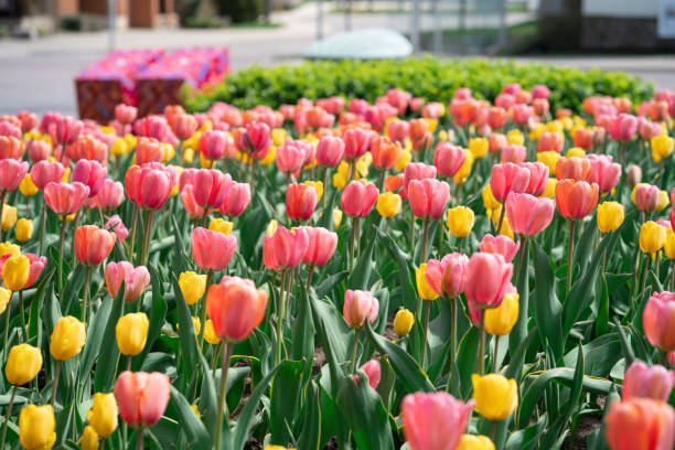 istock Colorful Tulips on a sunny day in Spring 1314657786