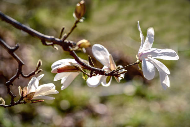 blooming magnolia branch - focus on foreground magnolia branch blooming imagens e fotografias de stock