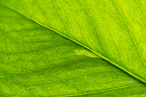 Green leaf in garden at summer