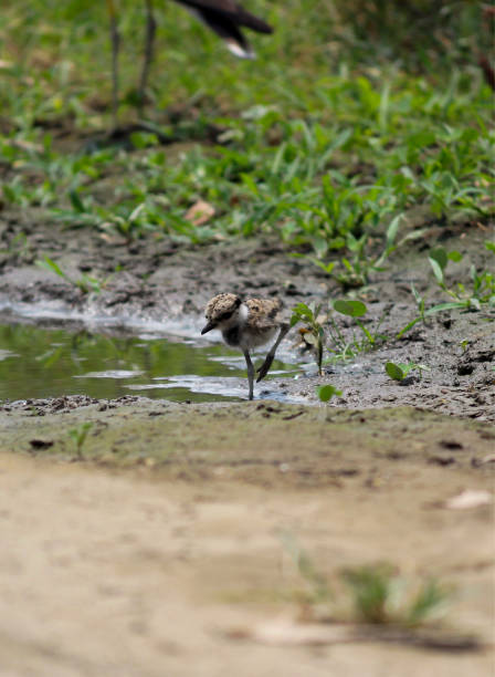 un pequeño pájaro chorlito joven, alimentándose de insectos en el pantano. - lapwing fotografías e imágenes de stock