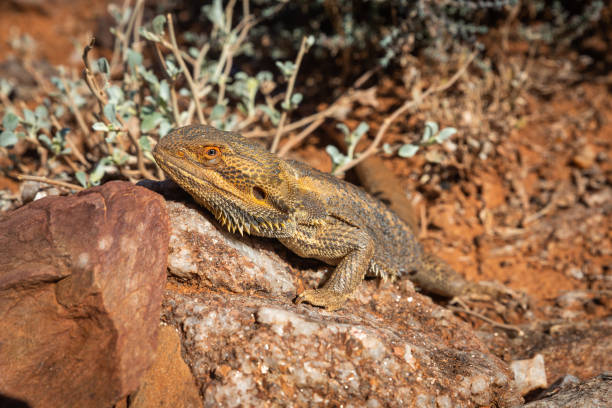 close up do lagarto-dragão-barbudo australiano pogona na rocha em habitat natural wiildlife - lizard landscape desert australia - fotografias e filmes do acervo