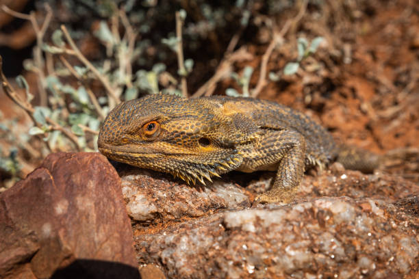 自然のウィルドライフ生息地の岩の上にオーストラリアのひげを生やしたドラゴントカゲポゴナのクローズアップ - lizard landscape desert australia ストックフォトと画像