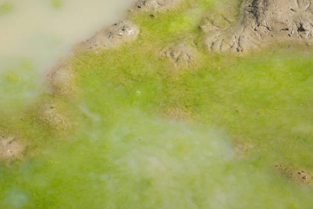 Mud ponds with waste water are covered with moss and methane gas bubbles spread across the water surface.