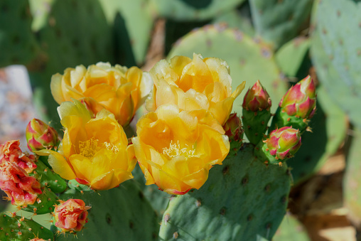 Beautiful Cactus flowers-Arizona