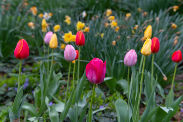 Beautiful Spring Tulips-Howard County, Indiana