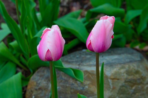 istock Beautiful Spring Tulips-Howard County, Indiana 1314662593