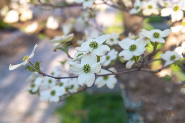istock Spring Dogwood Tree -Howard County Indiana 1314663839