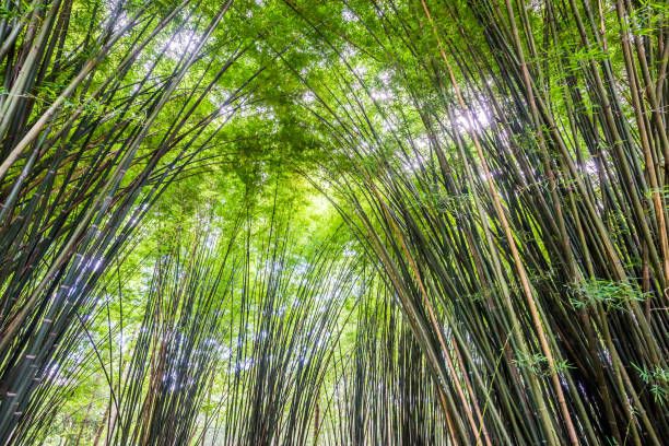 piękny krajobraz zielonej przyrody bambusowy tunel leśny - bamboo leaf bamboo shoot feng shui zdjęcia i obrazy z banku zdjęć