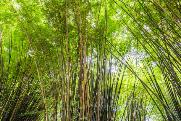 piękny krajobraz zielonej przyrody bambusowy tunel leśny - bamboo leaf bamboo shoot feng shui zdjęcia i obrazy z banku zdjęć