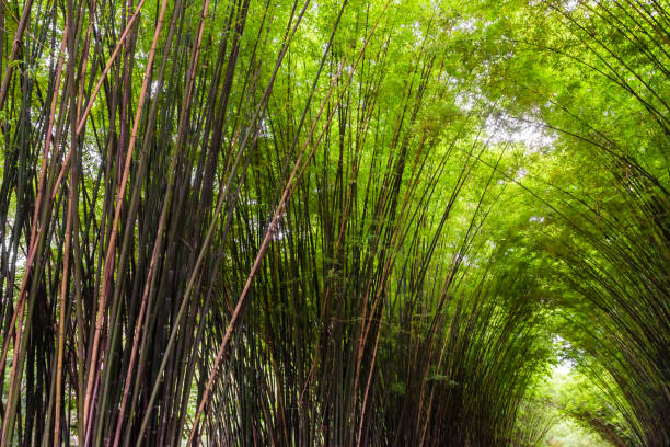 piękny krajobraz zielonej przyrody bambusowy tunel leśny - bamboo leaf bamboo shoot feng shui zdjęcia i obrazy z banku zdjęć