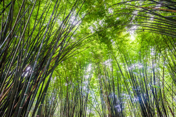 piękny krajobraz zielonej przyrody bambusowy tunel leśny - bamboo leaf bamboo shoot feng shui zdjęcia i obrazy z banku zdjęć