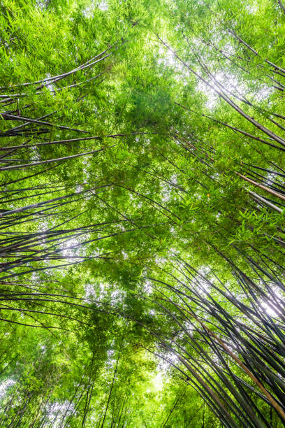 schöne landschaft grün natur bambus waldtunnel - bamboo leaf bamboo shoot feng shui stock-fotos und bilder