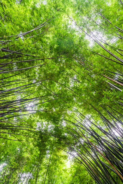 piękny krajobraz zielonej przyrody bambusowy tunel leśny - bamboo leaf bamboo shoot feng shui zdjęcia i obrazy z banku zdjęć