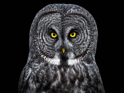 great grey owl portrait in black and white