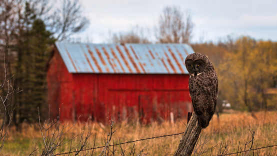 great grey owl with a red barn behind it