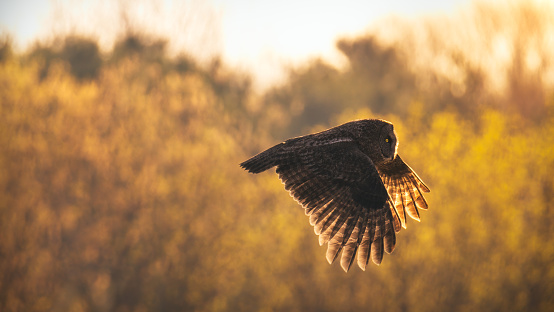 great grey owl in flight during golden hour