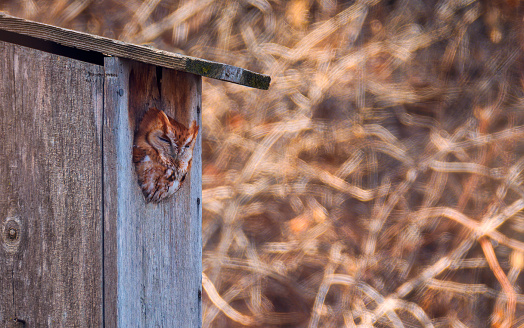 red morph screech owl on a nest box