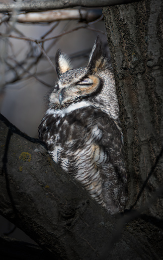great horned owl on a tree