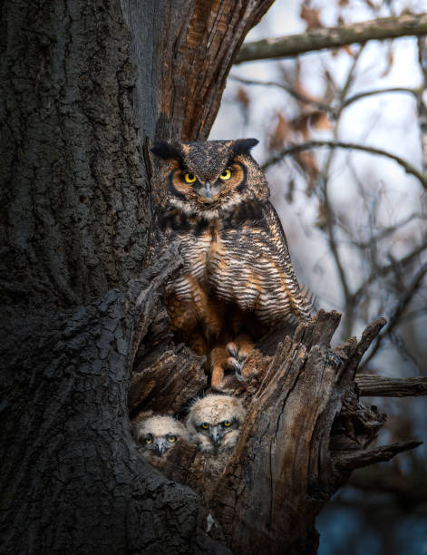 great horned owl with two owlets great horned owl mama with two owlets young bird photos stock pictures, royalty-free photos & images