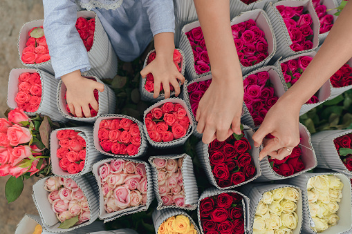 A pair of adult and child's hands picking different rose supplies