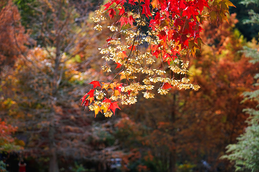 The beautiful red leaves of the maple tree, maple leaves in autumn color. Various plant species and natural landscapes. Wuling Farm in winter, Taiwan. December 2020.