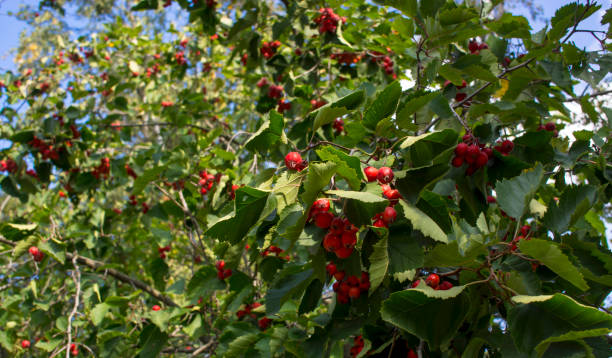 istock Red hawthorn berries on the branches of a tree 1314677743