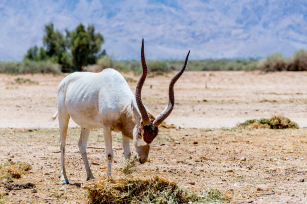 istock Curved horned antelope Addax (Addax nasomaculatus), Middle East 1314679279