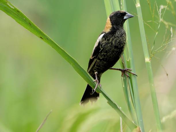 Male bobolink Male bobolink bobolink stock pictures, royalty-free photos & images