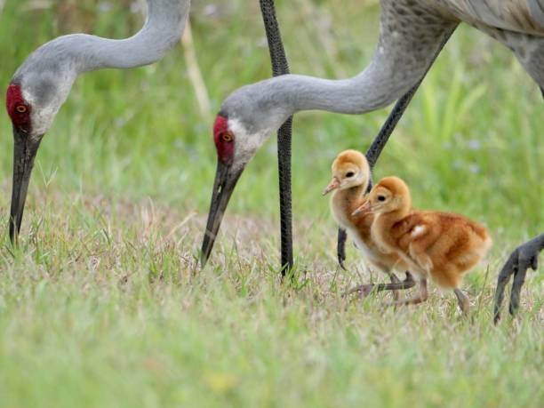 istock Sandhill crane family 1314680329