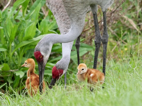 Two newly hatched sandhill crane babies with their parents in Florida