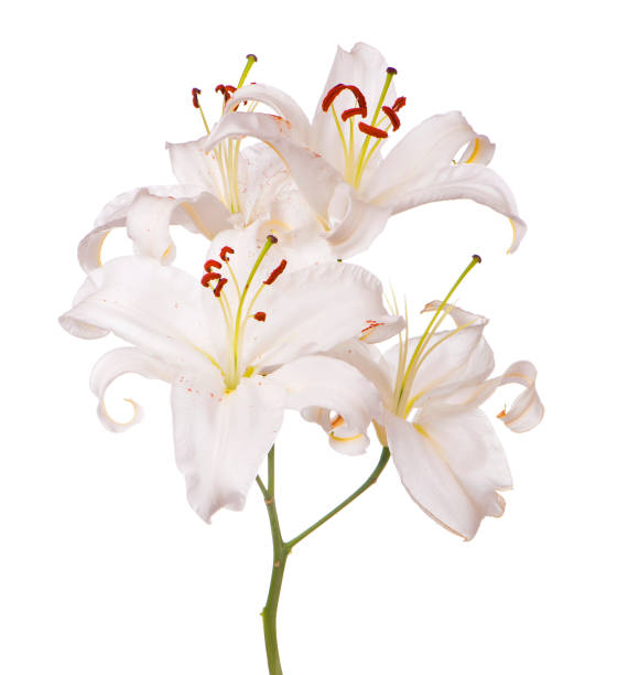 istock Bouquet of white lilies isolated on white 1314681123