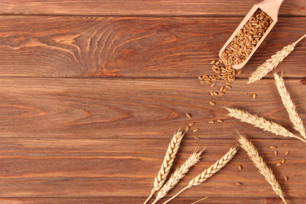istock spikelets of wheat on a colored background top view. 1314682013